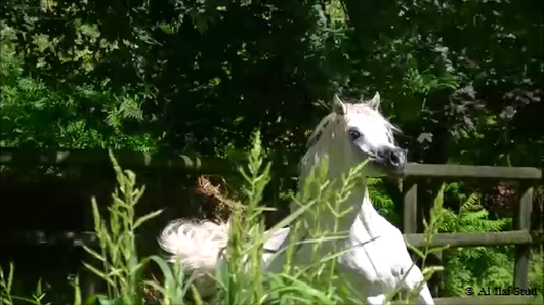 Ghazal Al Badia ( Laheeb Al Nasser x Hanaa Al Badia )